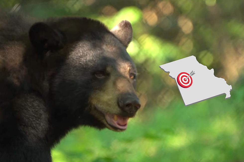 Bear Spotted in Pleasant Hill, Missouri, But He Won’t Hurt You