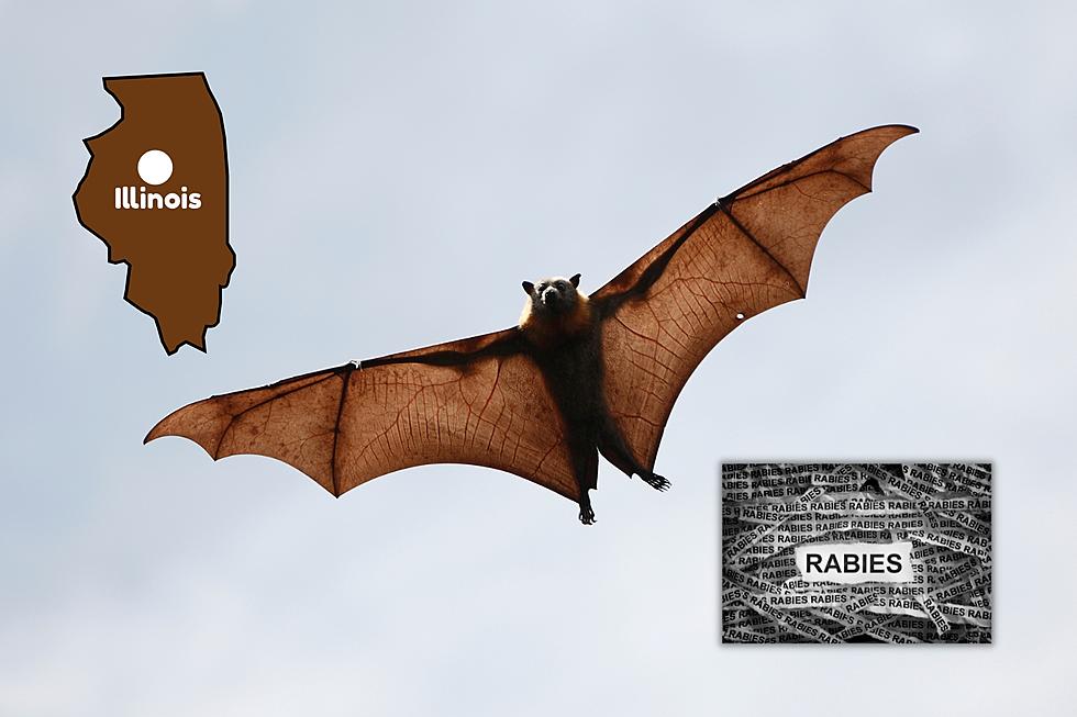 Illinois Warns Bats with Rabies Found in 14 Counties