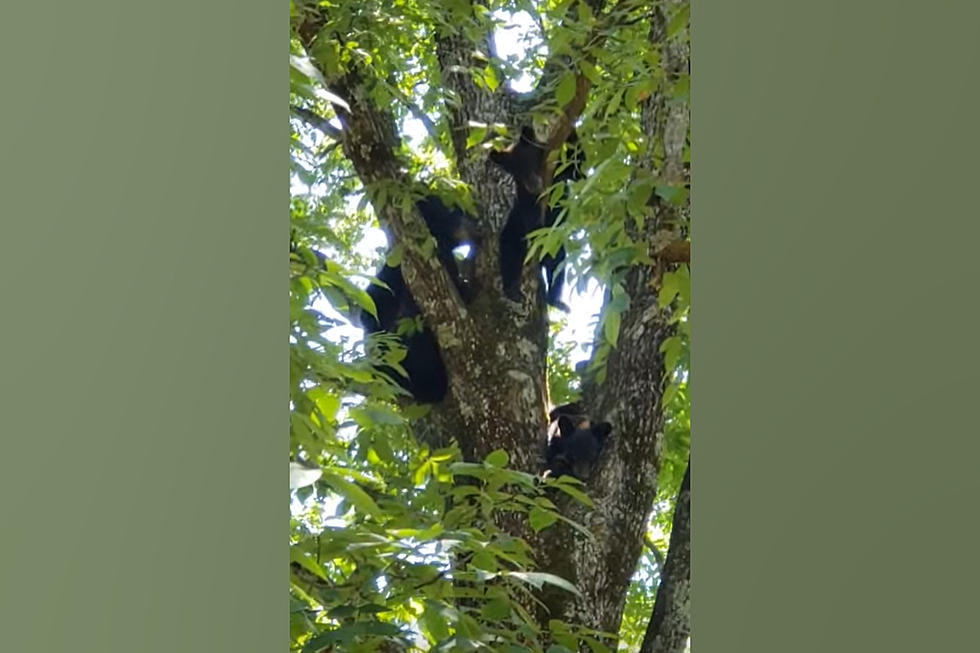 Missouri Family Shares Video of their Tree Which is Full of Bears