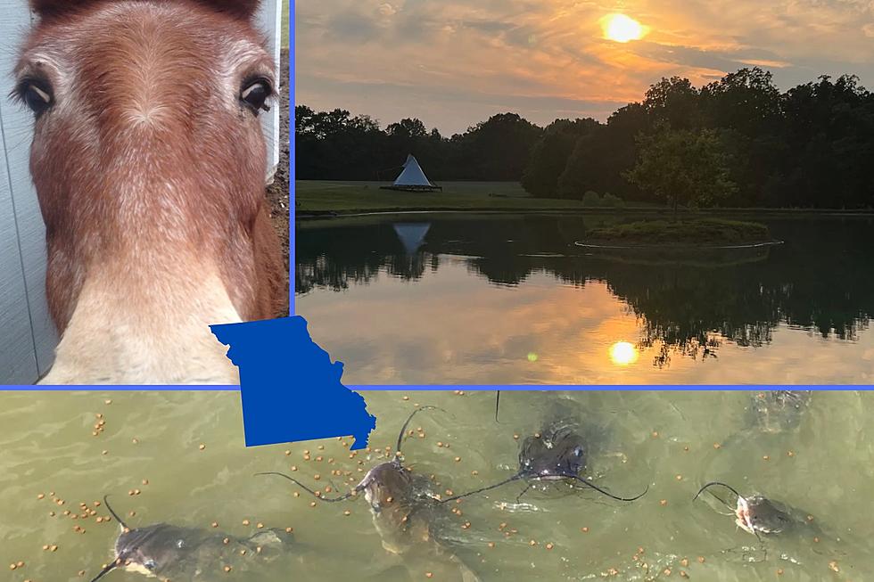 Missouri’s Most Hospitable Place to Stay Full of Mules & Catfish