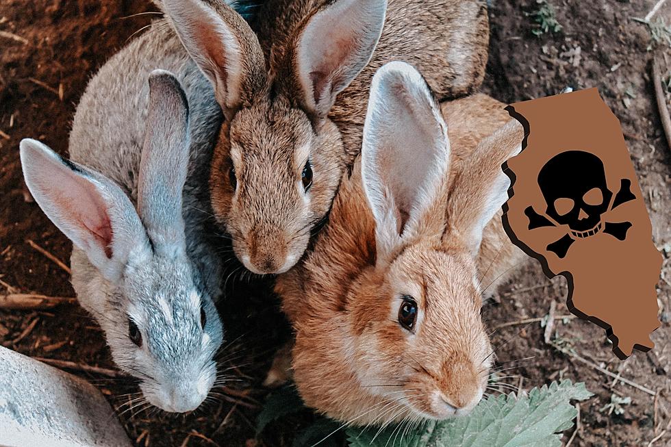 A Highly-Contagious Disease is Killing Illinois Rabbits Even Pets