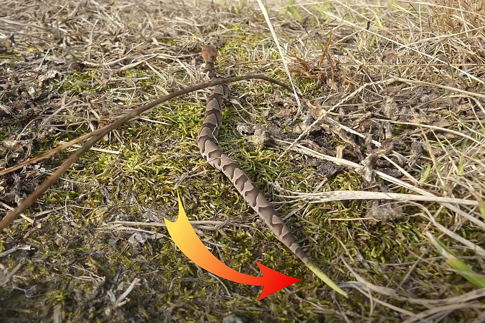 Beware the Yellow Tail – These Missouri Baby Snakes are Deadly
