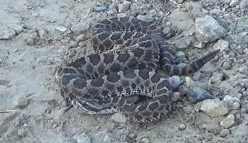 This Little-Known Illinois Rattlesnake is Tiny, But Deadly