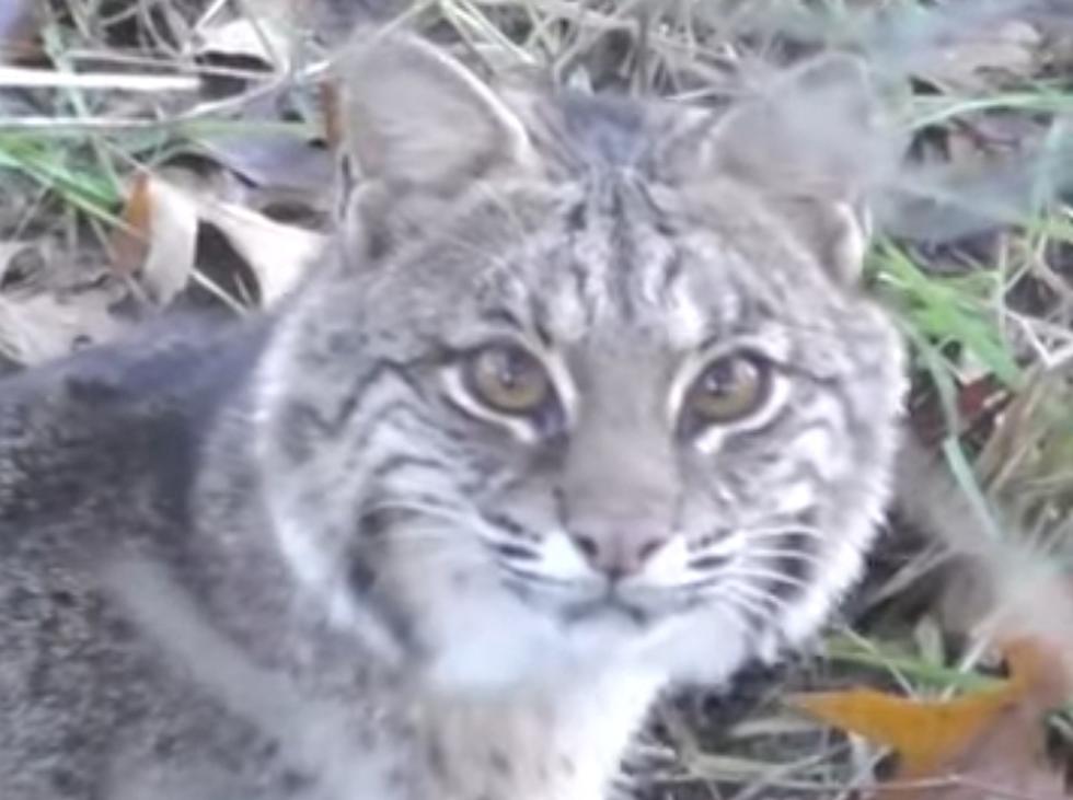 VIDEO: Watch a Missouri Hunter Get THIS Close to a Curious Bobcat