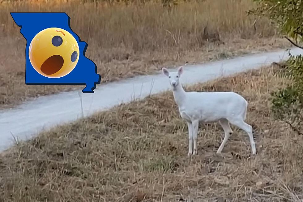 Missouri Hiker Shocked When Albino Deer Suddenly Appears on Trail