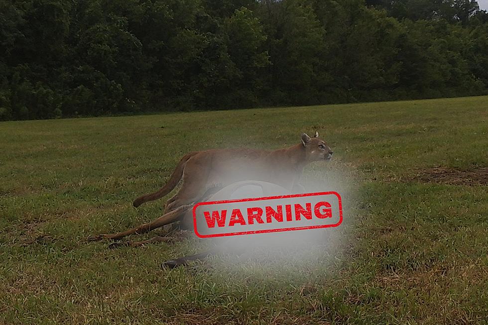 See the Pic that Proved a Missouri Mountain Lion Killed an Elk