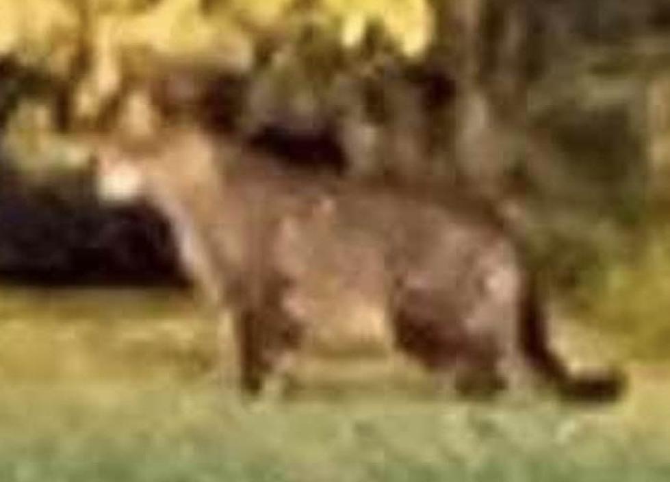 Mountain Lion or Feral Cat? Big Cat Spotted in Northeast Missouri