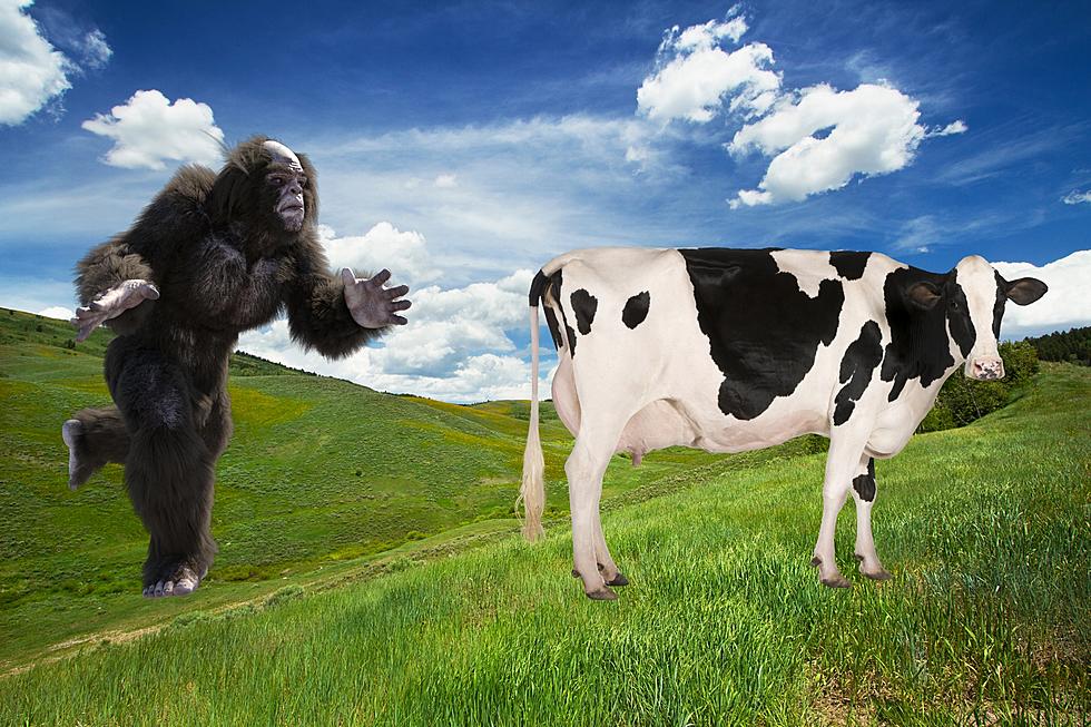 Illinois Man Claims He Really Witnessed a Bigfoot Chasing a Cow