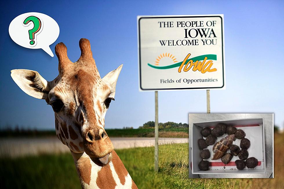 Iowa Woman Busted in Minnesota for Carrying Illegal Giraffe Poop