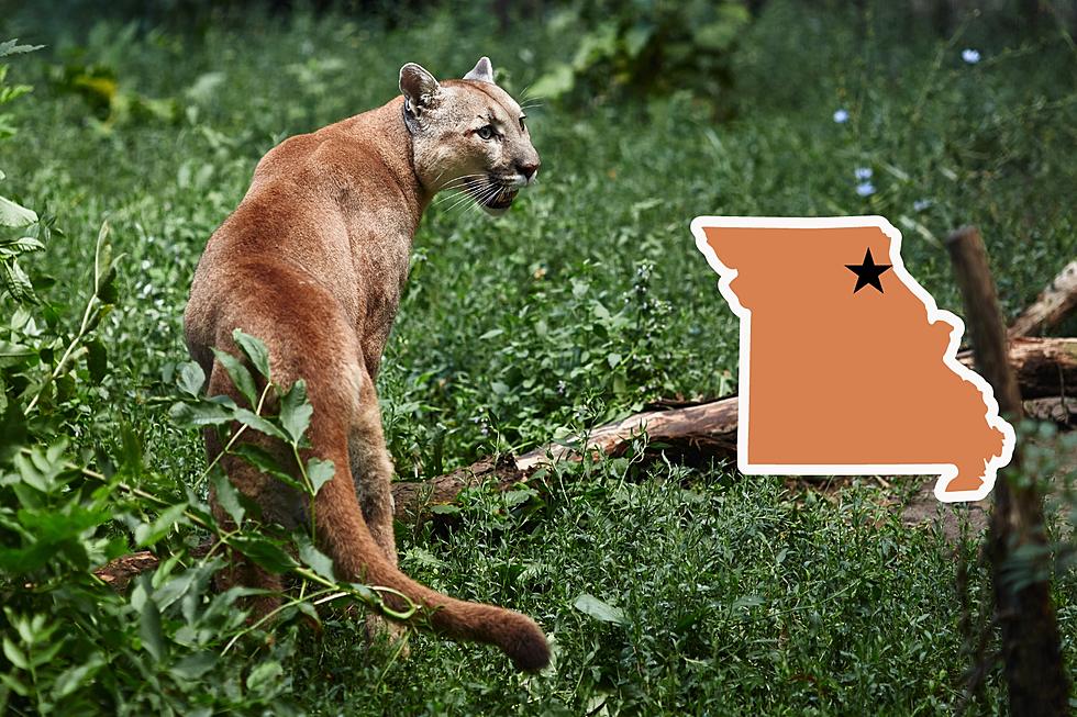 23 Years Ago, a Mountain Lion Spotted in Lewis County, Missouri