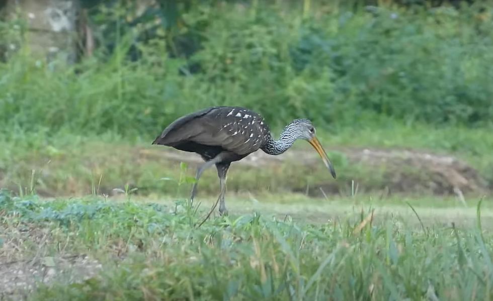 Invasive Tropical Bird Has Invaded Illinois Because of Bad Snails