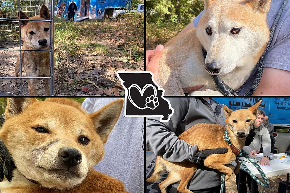 Horrific Scene as 43 Dogs Rescued in Missouri – Some Deceased