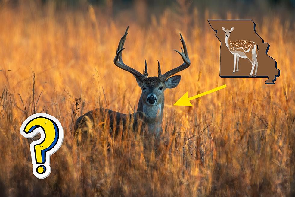 Missouri Man Got a Rare Deer – Looks Like a Buck, But It’s a Doe