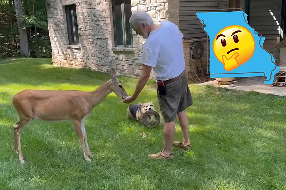 VIDEO: Watch a Missouri Dog Play Frisbee with a Friendly Deer