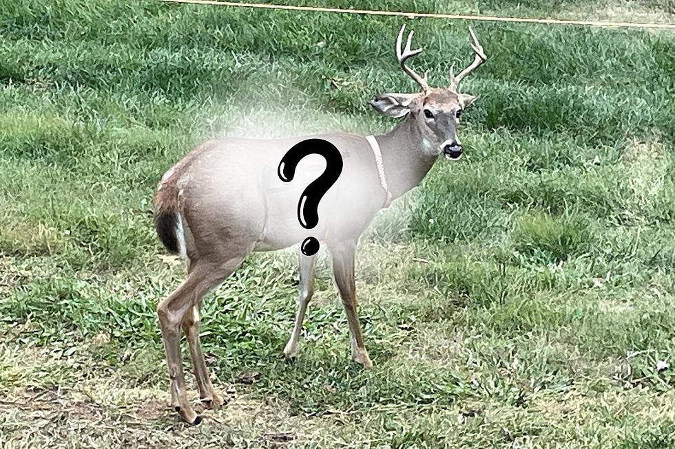 You Won’t Believe What Missouri Deputies Found Written on a Deer