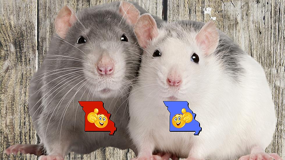 Well, Rats - 2 Missouri Places Suddenly Among Most Infested in US