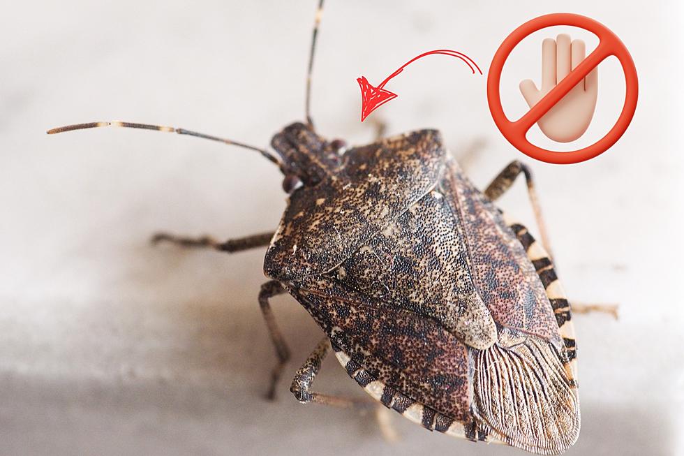 Stink Bugs Back in Force in Missouri – Experts Say Let Them Live