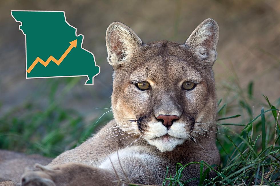 Are Mountain Lion Sightings Really on the Rise in Missouri?