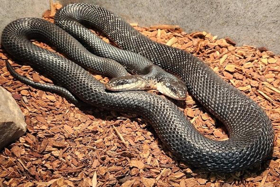 You’re Invited to a Birthday Party for a Missouri 2-Headed Snake