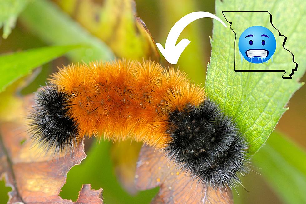 This Caterpillar Says Missouri's Winter is Gonna Super Harsh