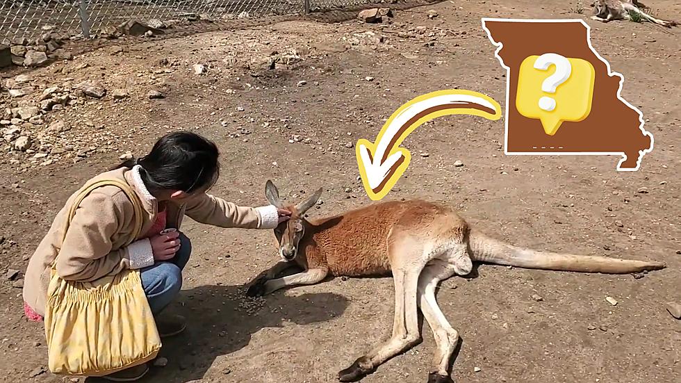 Can You Pet a Kangaroo in Missouri? Absolutely, But Should You?