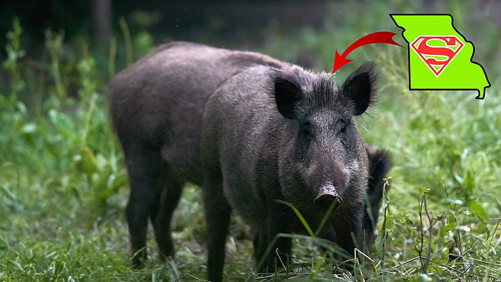 Feral ‘Super Pigs’ Headed Toward Missouri Could Be a HUGE Problem