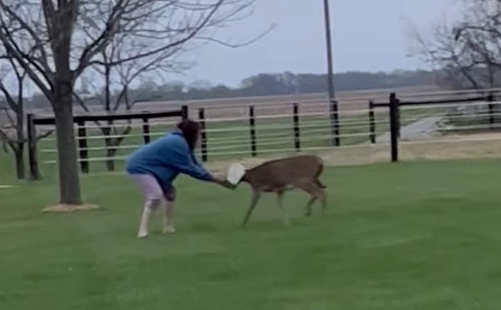 Watch Kind Illinois Woman Save a Deer with Jug Stuck on its Head