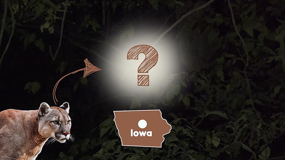 VIDEO: Iowa Hunters Scared Out of Woods by Mountain Lion? Nope