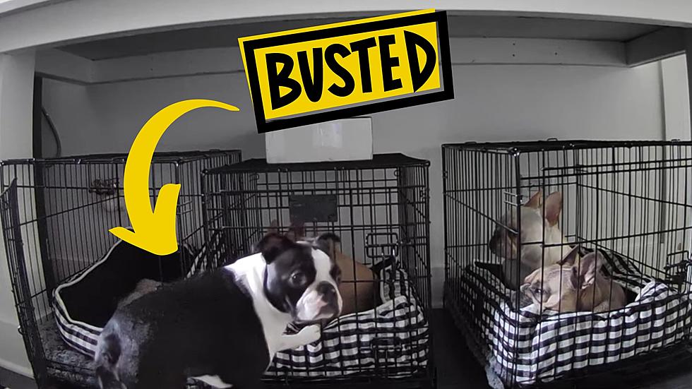 Busted: Video Shows Illinois Dog Trying to Free His Friends