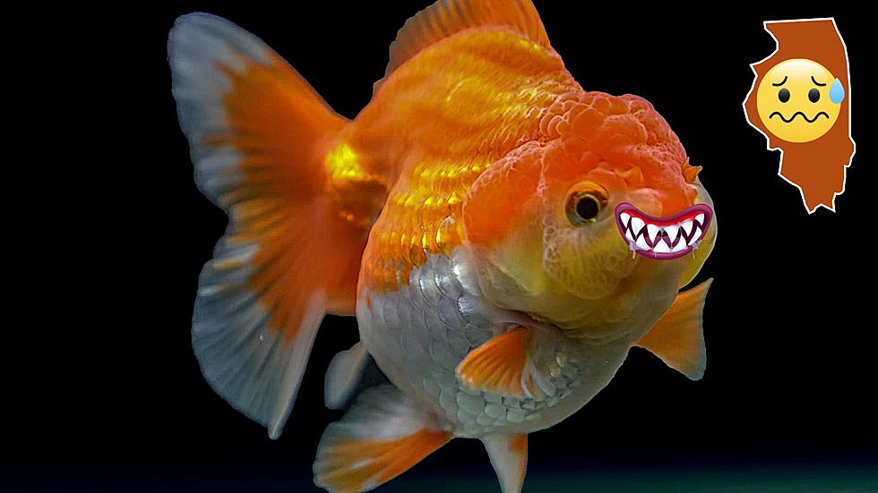 Illinois Goldfish Owners, You Could Be Killing the Great Lakes