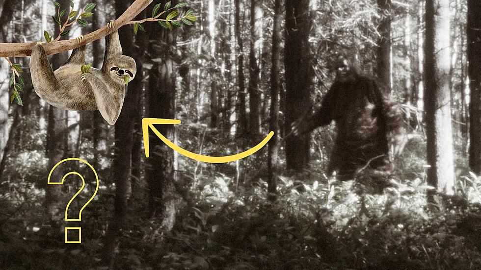 Missouri Man Swears He Saw a Bigfoot that 'Looked Like a Sloth'