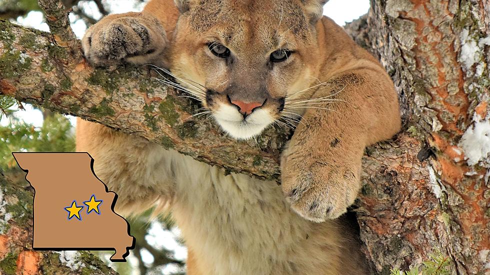 First 2 Missouri Mountain Lion Sightings of 2024 Just Confirmed