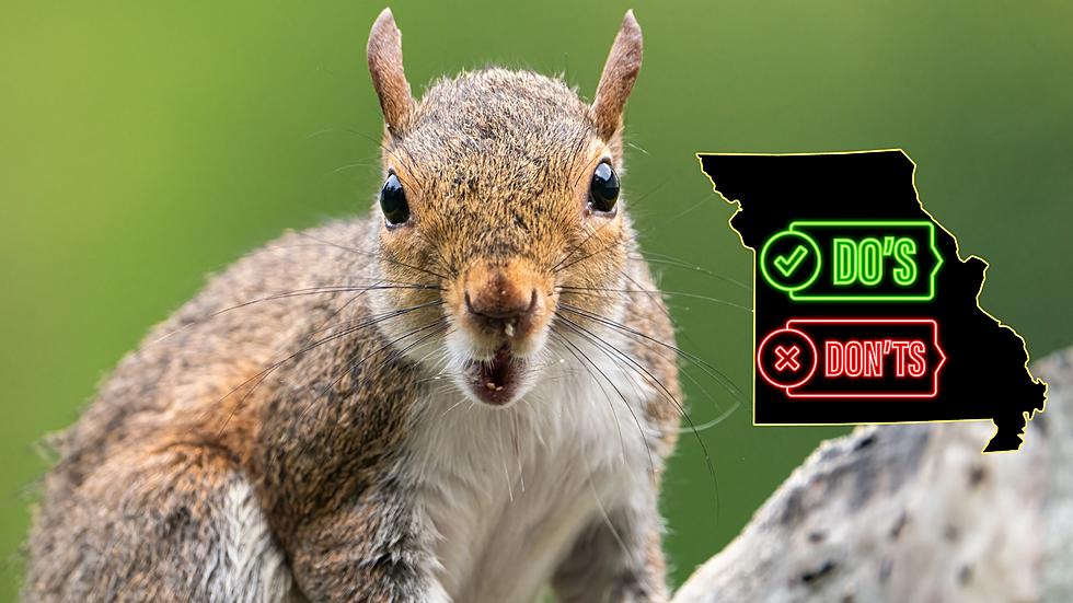 The Nutty Things You Can and Can’t Do to Squirrels in Missouri