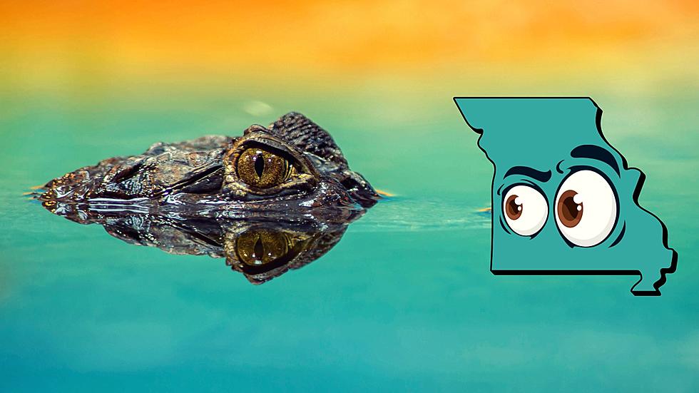 Gators in Missouri? Video Proof You&#8217;re Not Alone in the Water