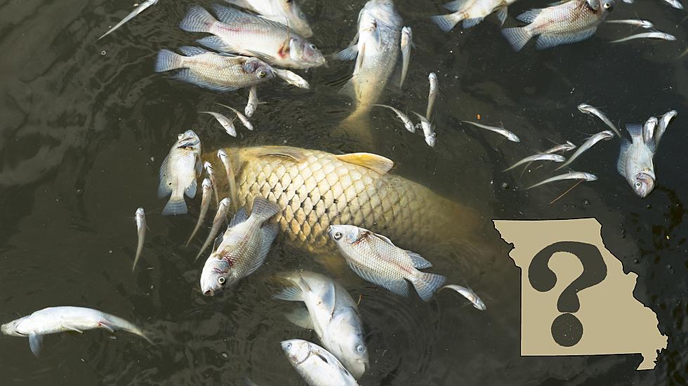 The Bizarre Truth Behind Recent Mass Fish Kills in Missouri?