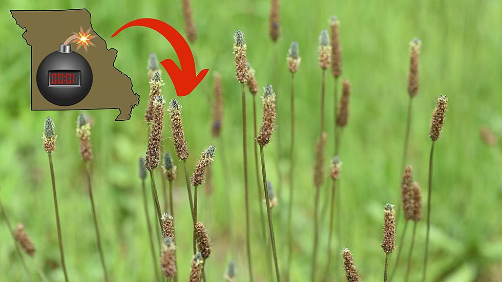 Boom? Missouri is Being Invaded by an Invasive ‘Time Bomb’ Plant