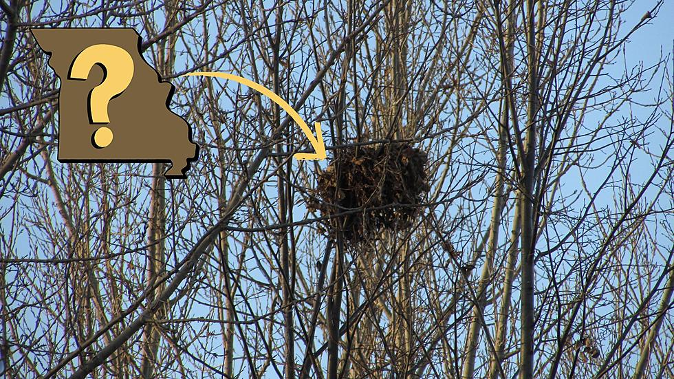 Do Your Missouri Trees Have Balls of Leaves? They’re Not Birds