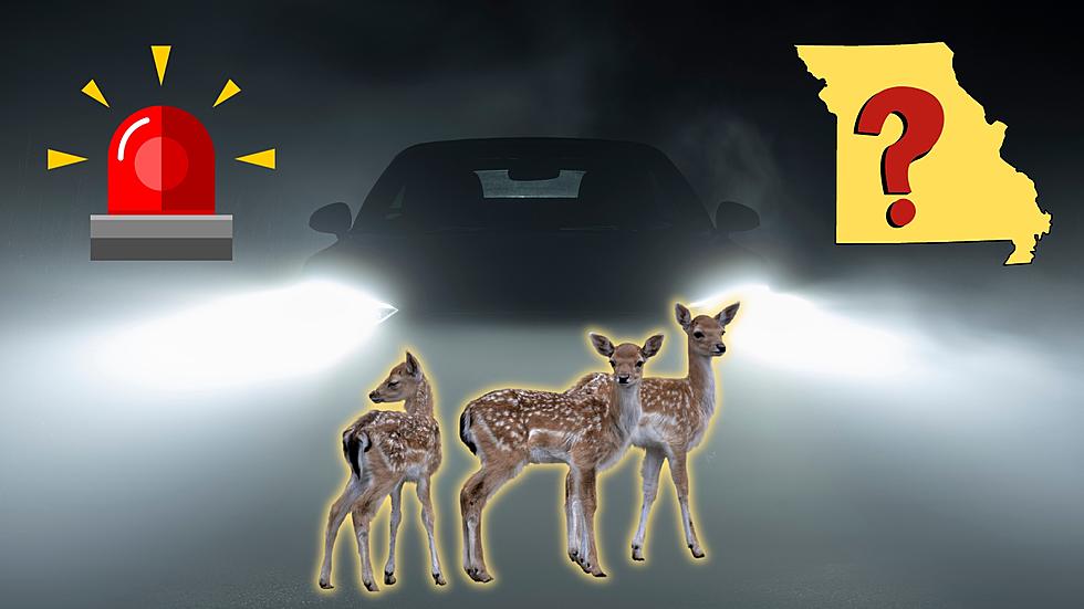 Can You Warn Other Missouri Drivers About Deer? It's Complicated