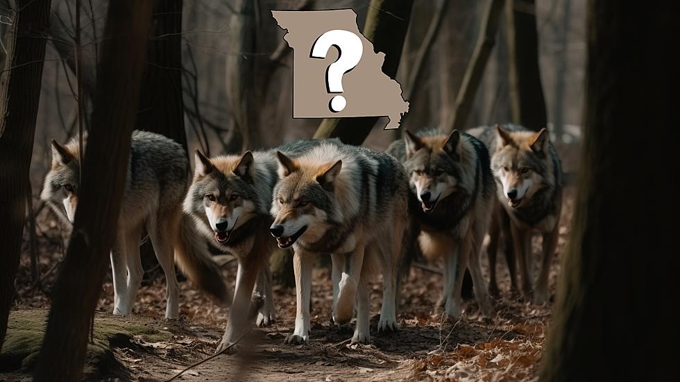 Does Missouri Have Wolves? Officially, No – But It’s Complicated