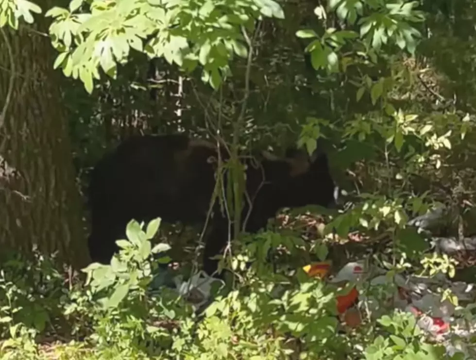 Driver in Wright County, Missouri Shares Video of a Curious Bear