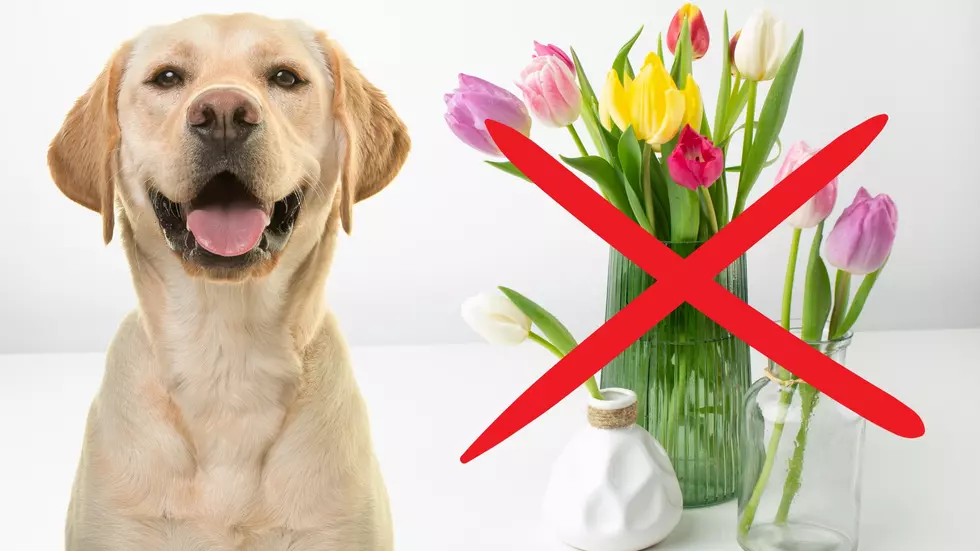 7 Common Missouri Plants You Must Get Rid of If You Have Dogs