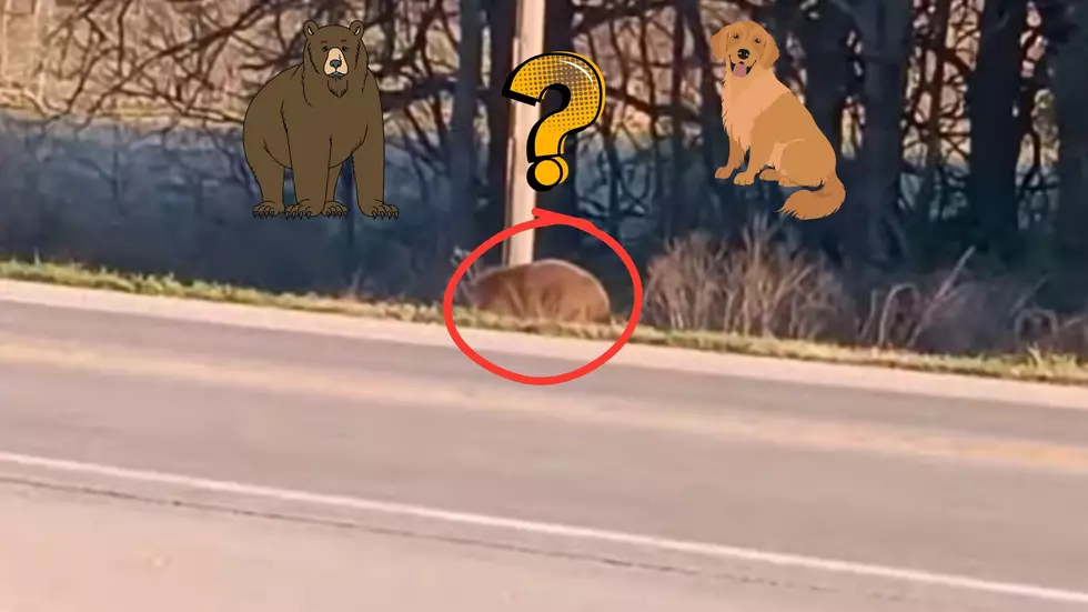 Missouri Man Shares Video of a Bear or a Dog – Which One is It?
