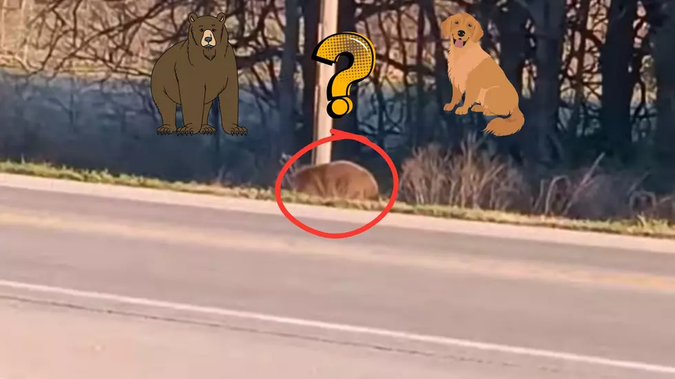 Missouri Man Shares Video of a Bear or a Dog &#8211; Which One is It?