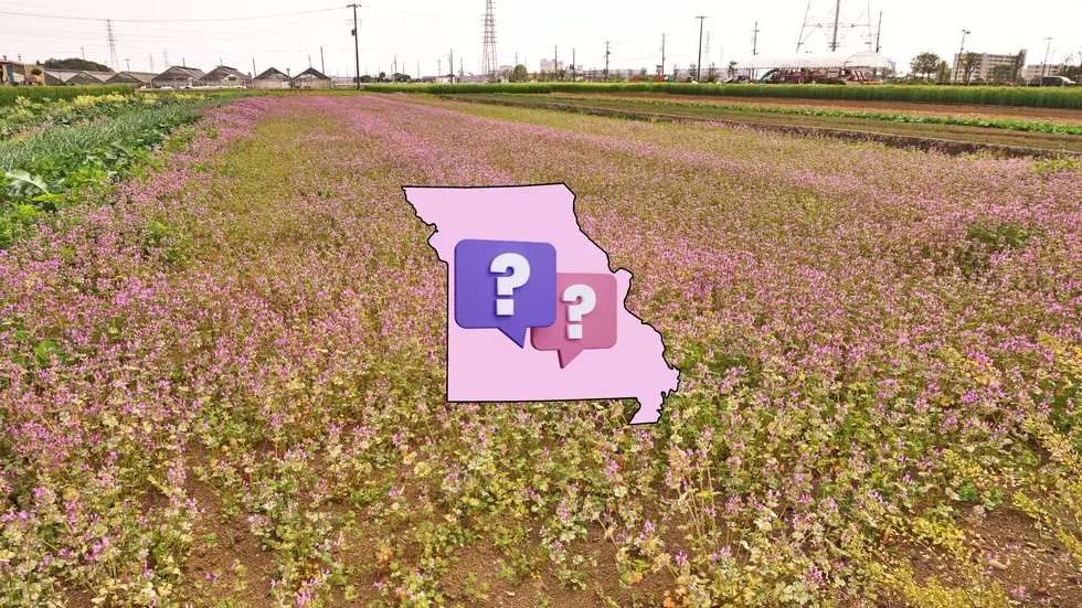 Why are Missouri Fields Suddenly Purple? It&#8217;s Not Lavender
