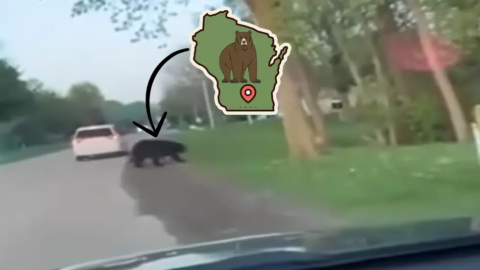 Tiny Wisconsin Town Being Terrorized by this Mischievous Bear