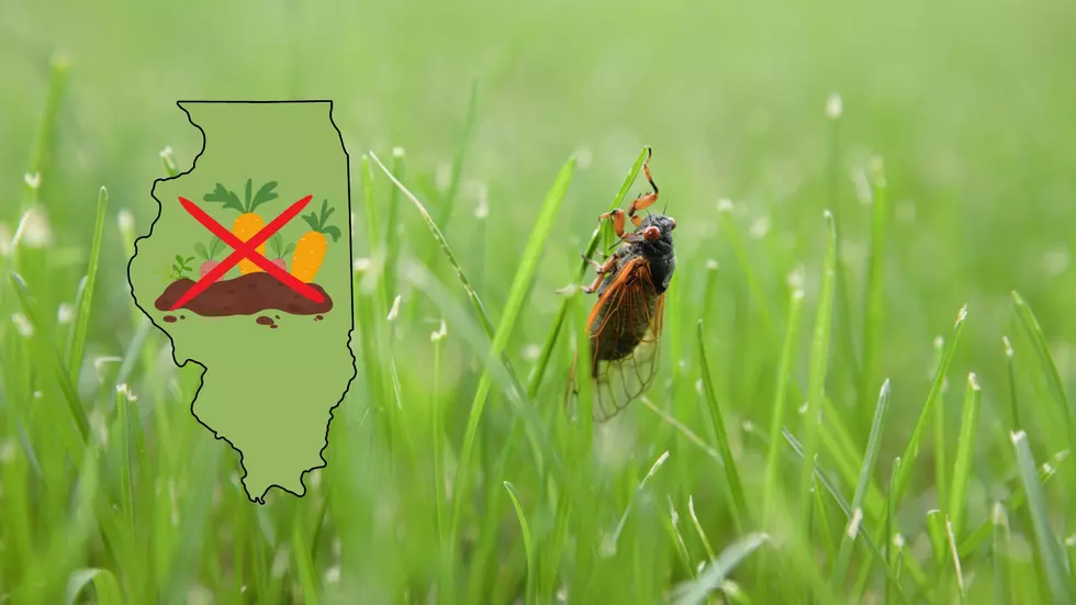 Incoming Cicadas Destroy Your Illinois Garden? Experts Say Maybe