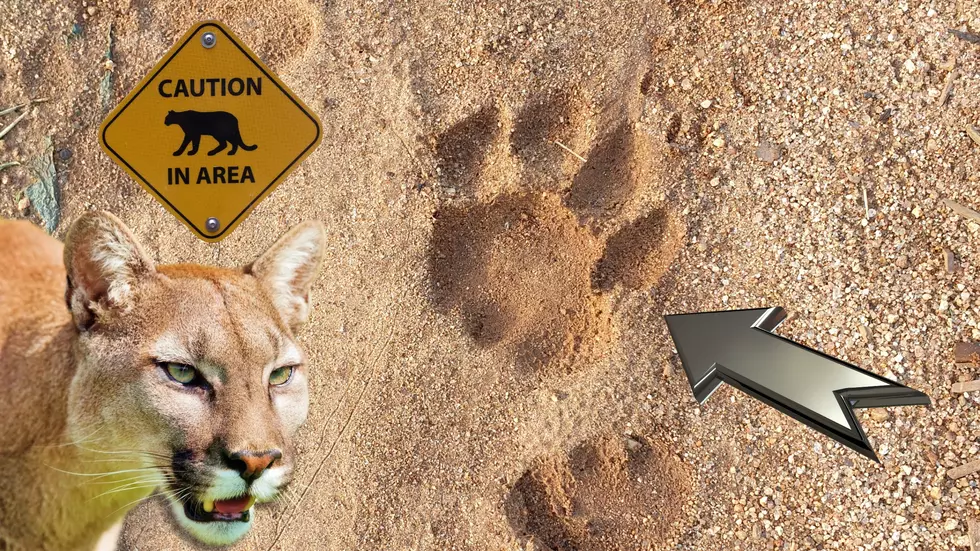 Is This a Mountain Lion Track in Missouri? Experts Say Yes