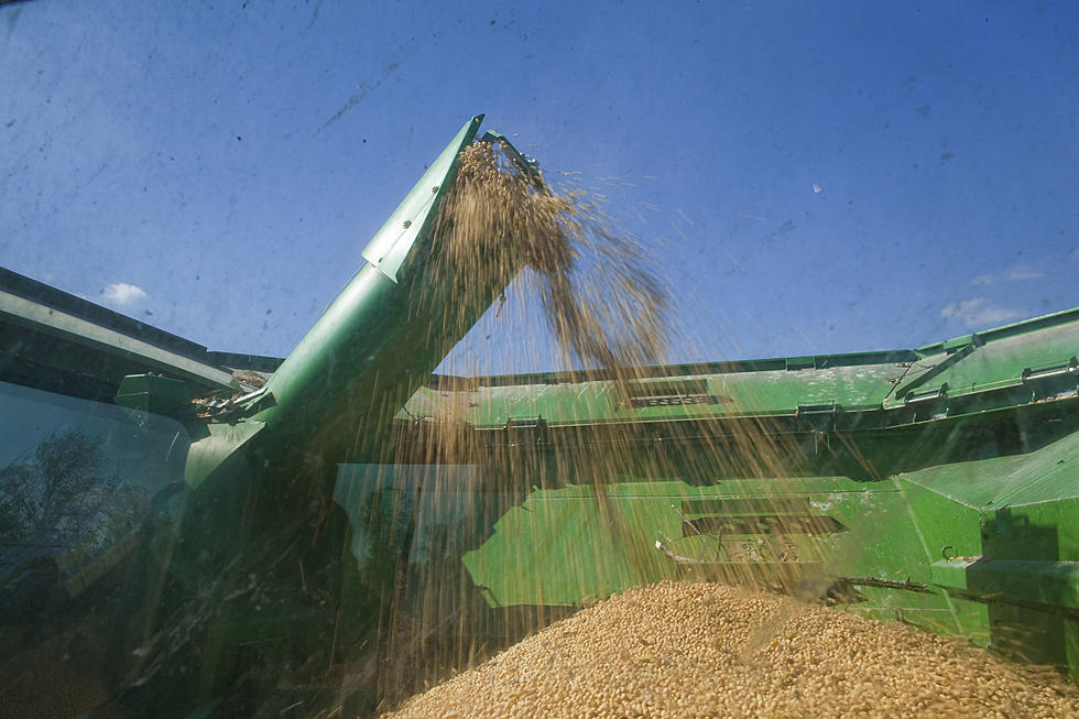 The Soybean Price Roller Coaster
