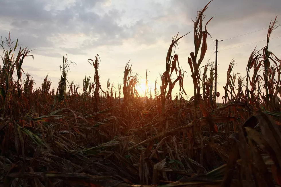 Missouri Offers Emergency Loans to Farmers