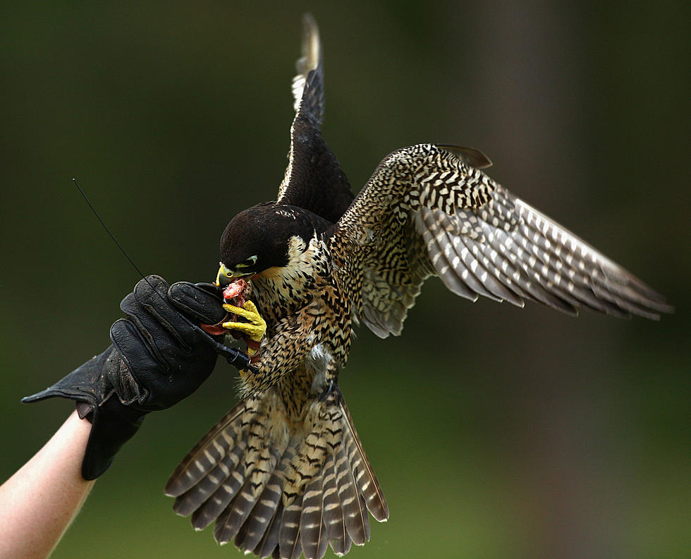 Peregrine Falcons in Missouri